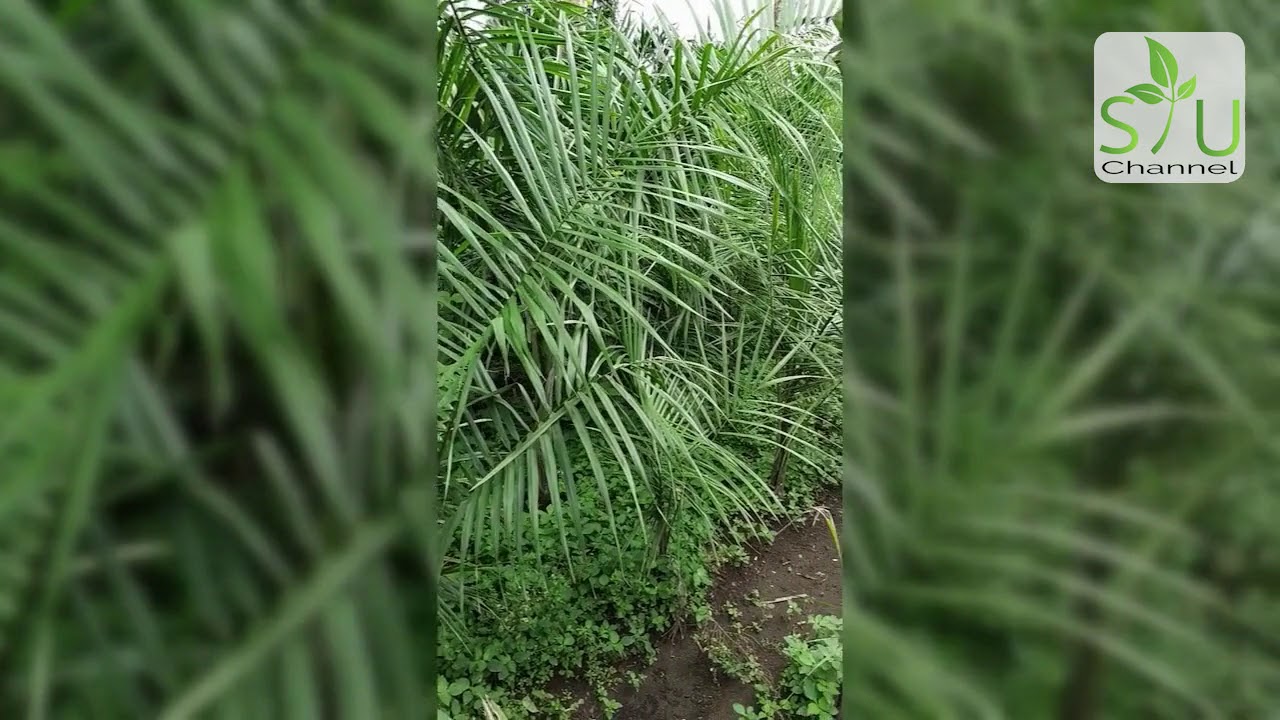 [Review] Pohon Palem Raja by Kang Anas - YouTube