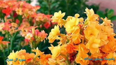 تلاوة جميلة سور ال عمران شيخ بيستون عبدالله