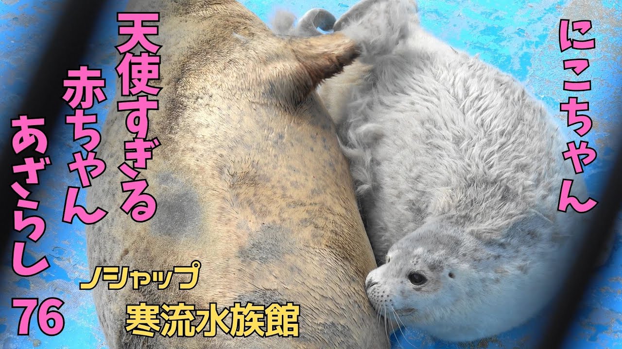 天使すぎる赤ちゃんあざらし76 にこ / Baby seal that is too
