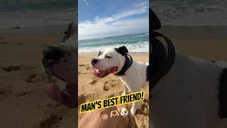 Just chilln on the 🏝️#americanbully #pitbull #puppy #bestfriend #doggo #beach #dogsofyoutube #best