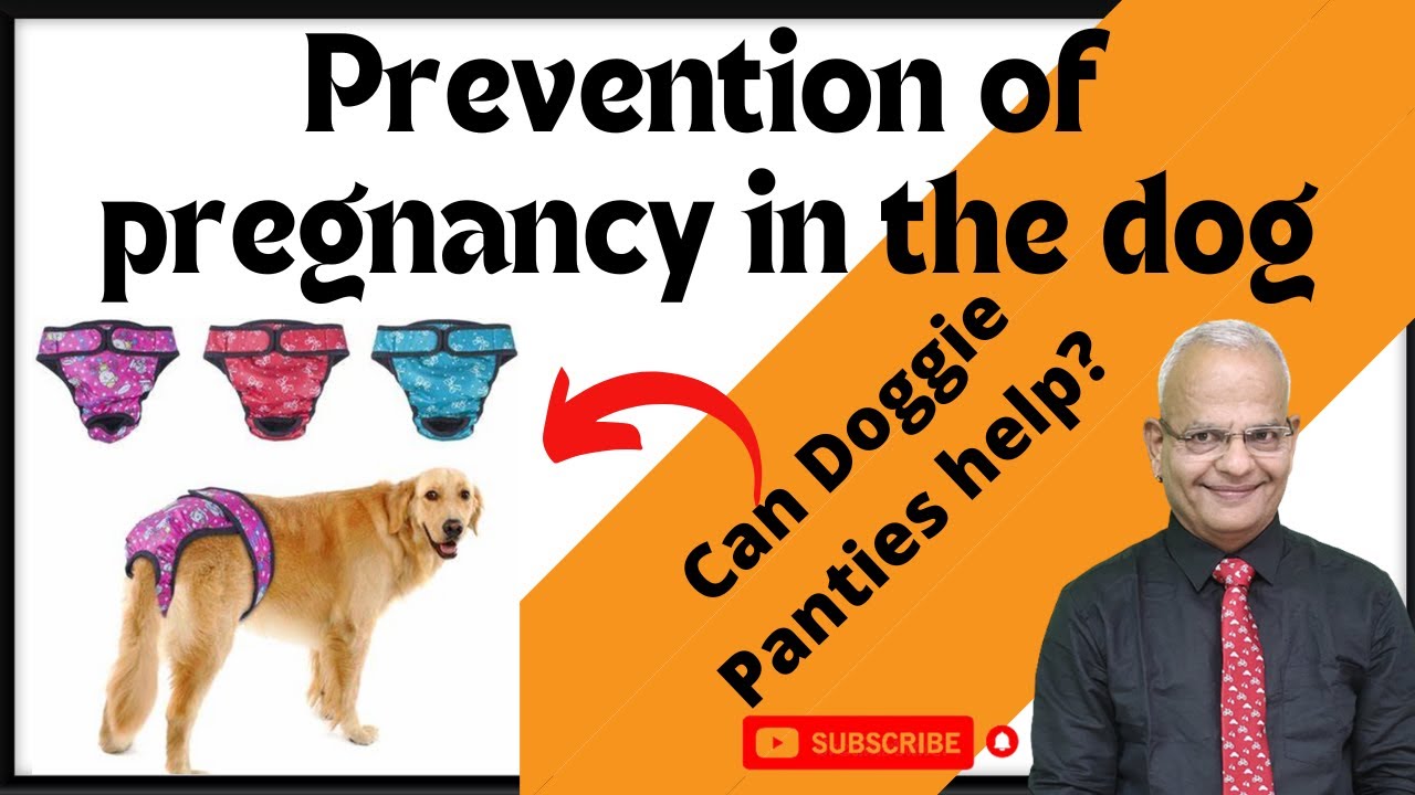 how can i prevent my dog from getting pregnant after mating