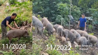 From a wild pig. Now I have more than 30 wild pigs. Green forest life