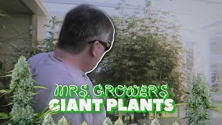 Mrs. Growers Giant Plants Update