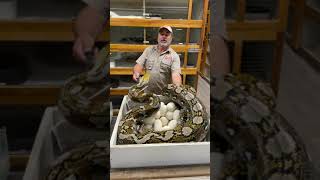 Python mom trying to save her eggs. #shorts #python #snake #jaypets Wealth
