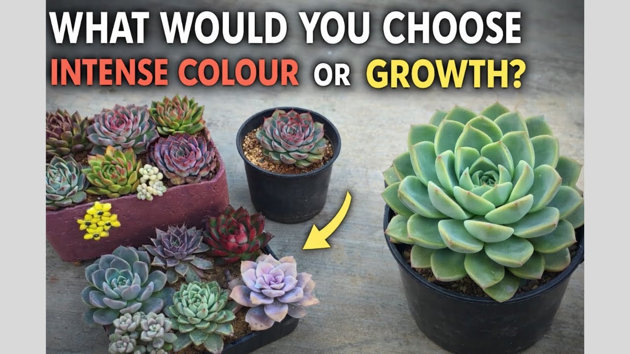 Что бы вы выбрали: насыщенный цвет или рост?