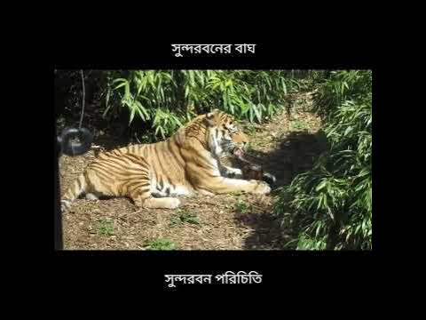 Number Of Tigers In Sundarban Forest - YouTube