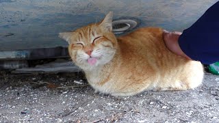 漁船の下で野良猫が寝ていたのでナデナデしたら舌をペロペロして楽しい