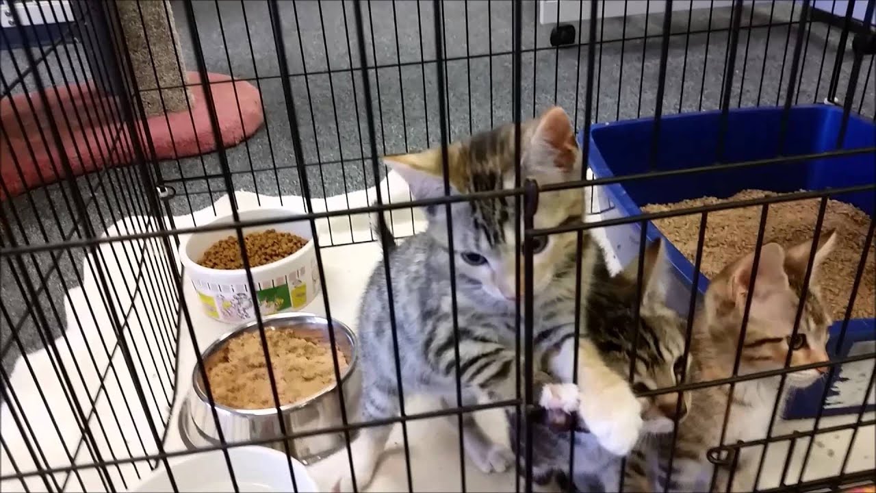 Playful Kittens at Cats Unlimited