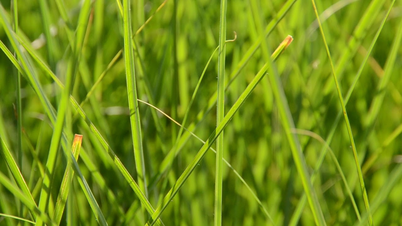 AGZA American Green Zone Alliance – The Leader In Zero-Emission