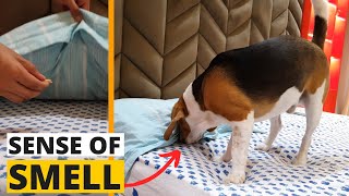 How Strong is a Beagle’s Sense of Smell? **SHOCKING** by Beagle Care 2,849 views 6 months ago 1 minute, 50 seconds