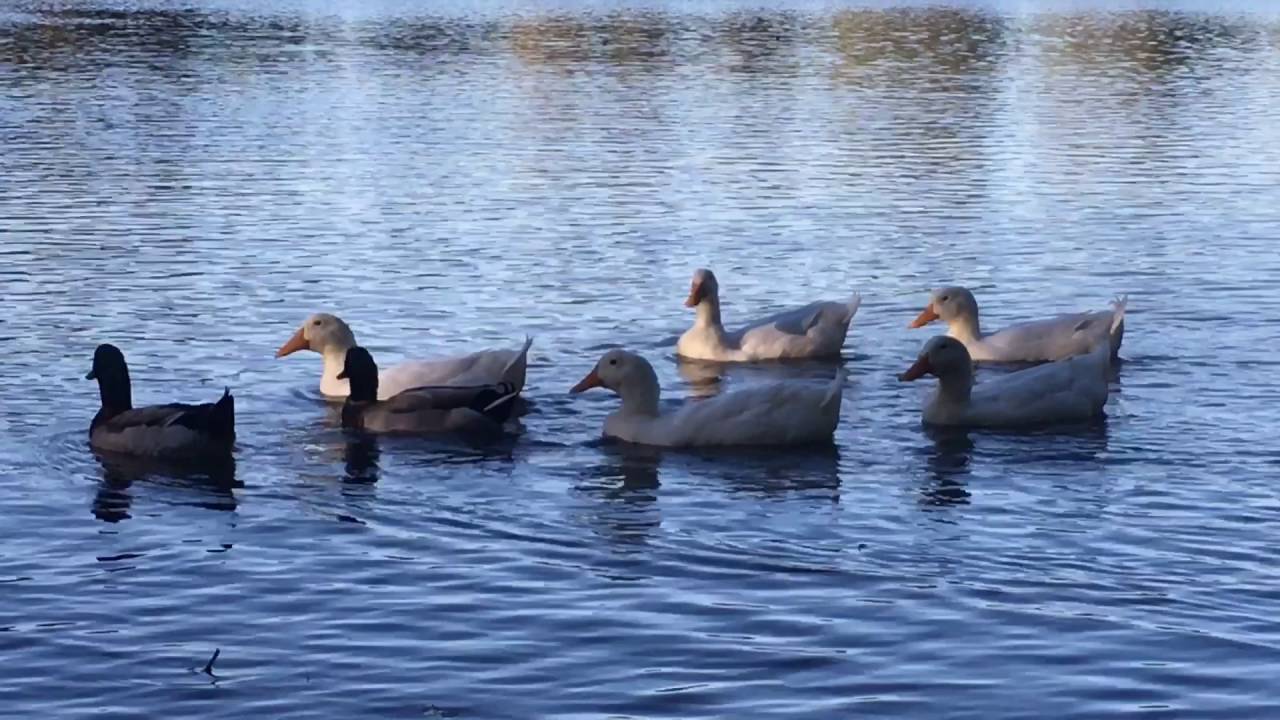 Honor Heights Park Muskogee