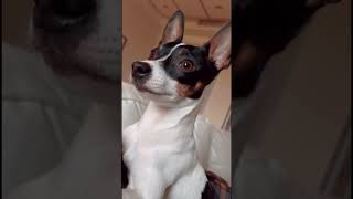 In the mind of a toy fox terrier