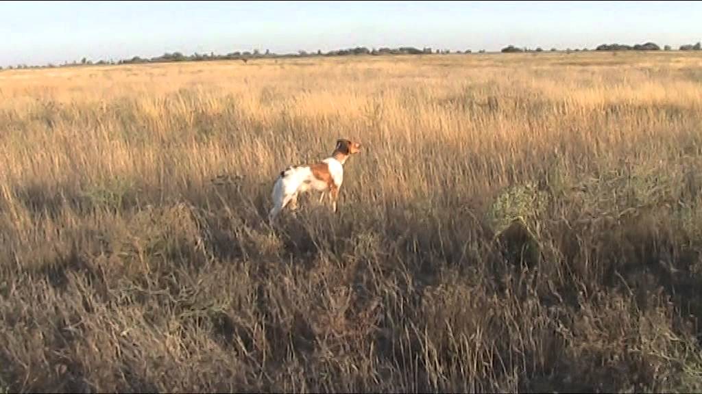 Eva Brinska натаска по перепелу, Крым.