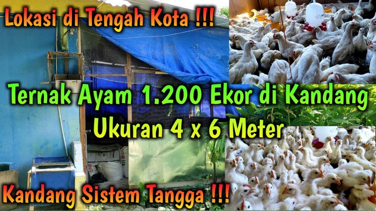 Perdana Ternak Ayam Pejantan 1.200 Ekor dgn Kandang Sederhana Ukuran 4 x 6 Meter
