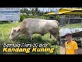 Berhenti kerja di ibu kota kerana pkp kini ternak 50 ekor lembu baka