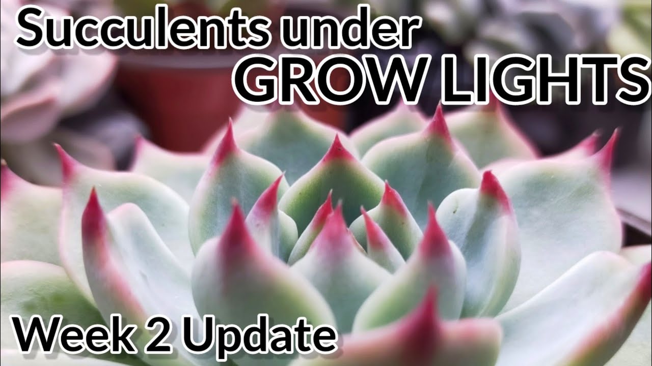 Mars Hydro Grow Journal TS 1000 || Succulents under Growlights Week 2 🇵🇭 #marshydrosp6500