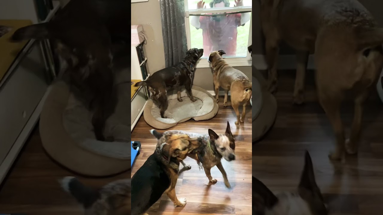 Dogs Excited to See Dad Through Window 