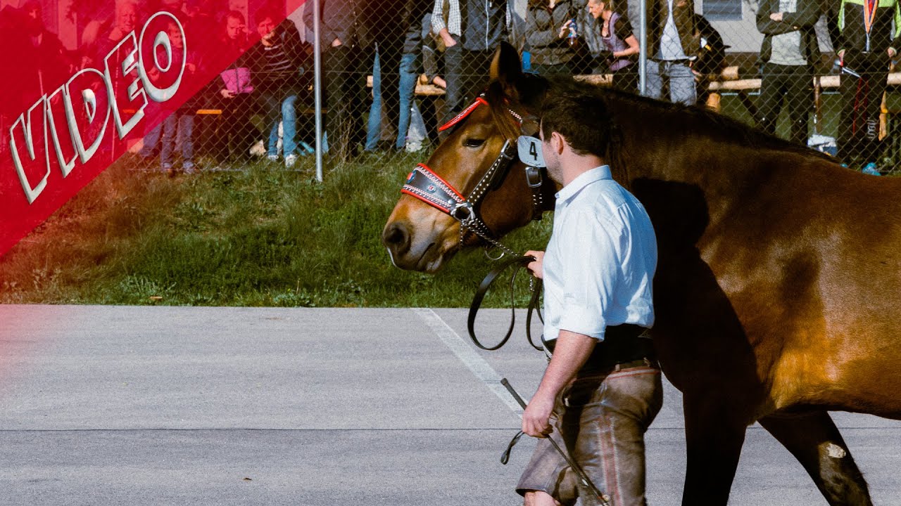 Die schönsten Noriker Osttirols