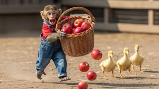 Monkey Milo’s Apple Harvest 🍎🚜 Tractor Ride & Fun Apple Cooking | Milo Monkey Life