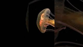 Welcome to the Jelly Web!