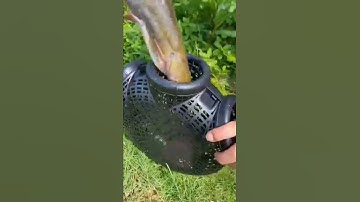 Lồng ( Rọ ) Bẫy Lươn Cá 3 Cửa Dễ Vào Mà Khó Ra | A Châu : 0987.782.098 #longbatquai #longbayca #luon