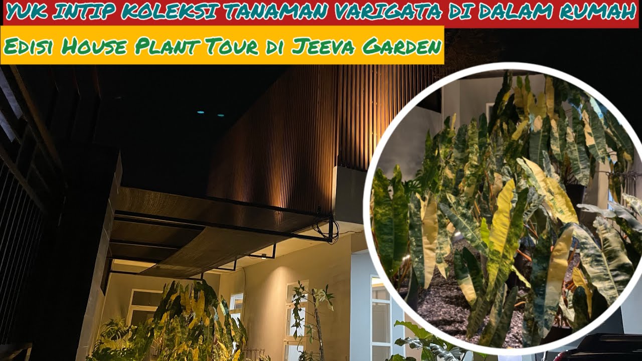 YUK INTIP KOLEKSI AROID VARIGATA DI DALAM RUMAH ⁉️ EDISI HOUSE PLANT TOUR DI JEEVA GARDEN