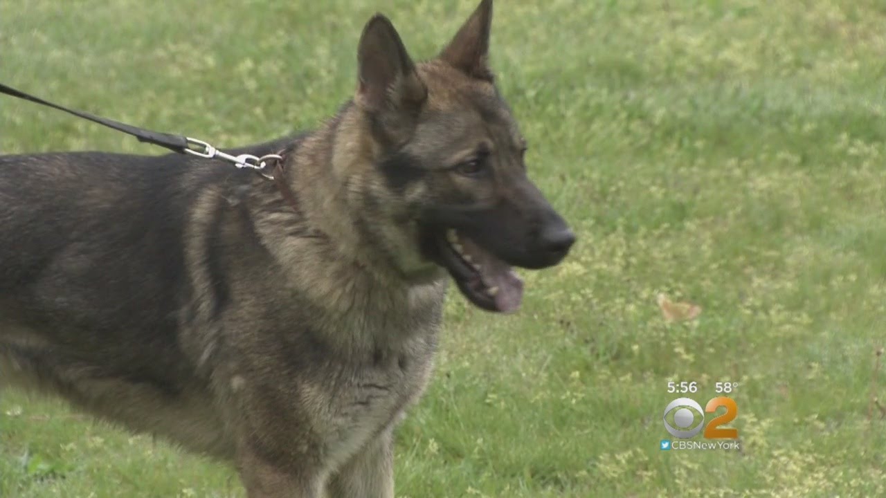 K9 Dog Training YouTube