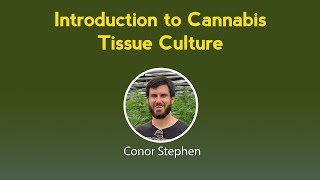 Introduction to Cannabis Tissue Culture