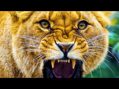 Lion Roar Sound Effect 