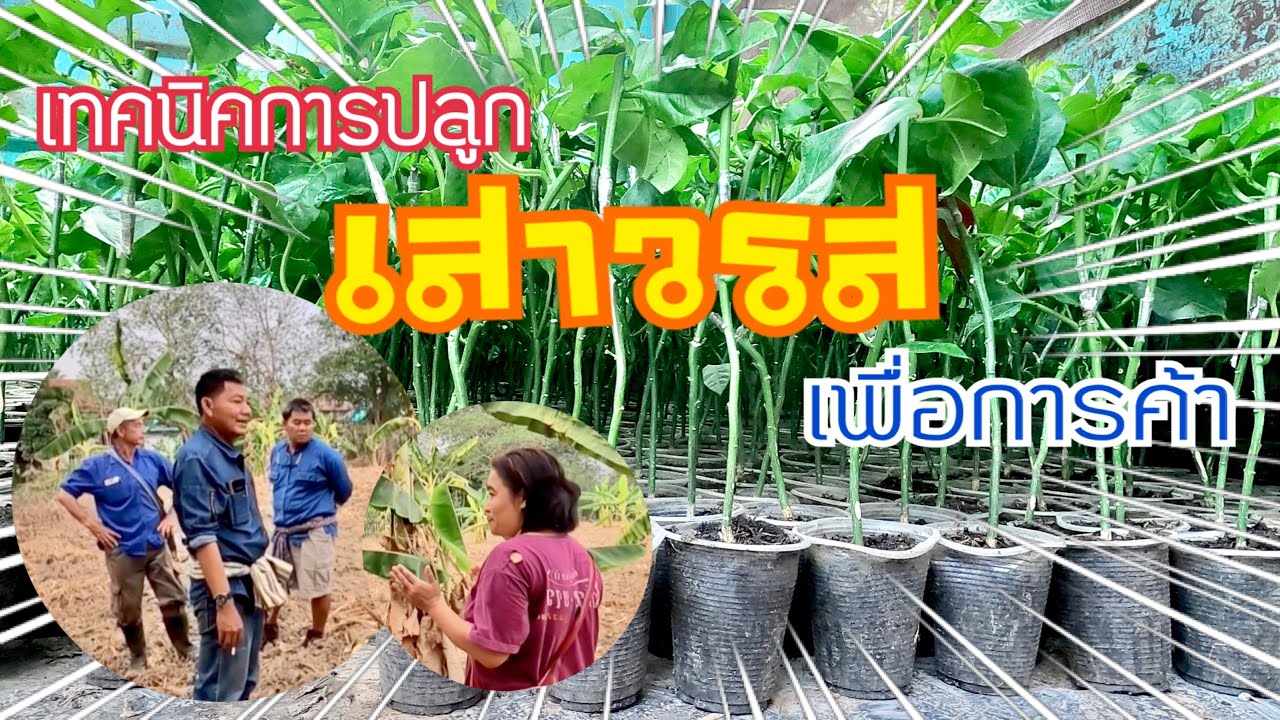 เทคนิคการปลูกและการผลิตเสาวรส
#เสาวรส#PassionFruit