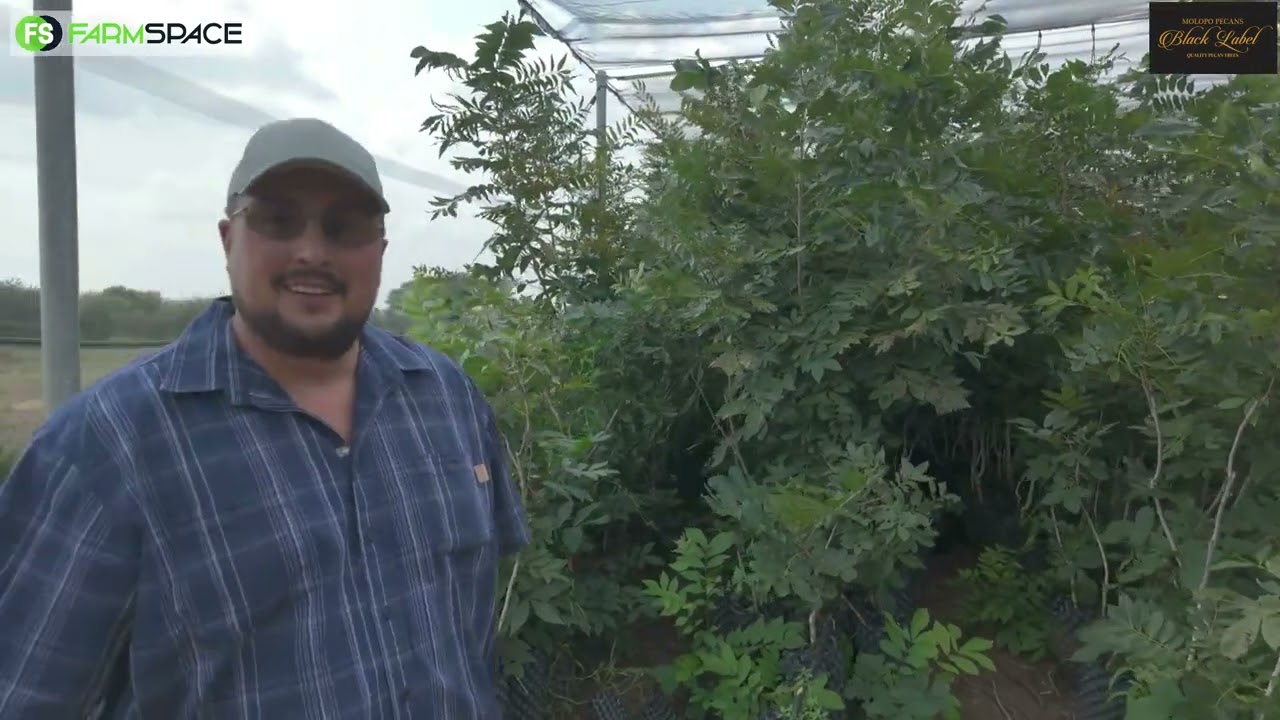 Watter grootte pekanneutboom is die beste om te plant? Lardus van Molopo Pecans vertel meer.