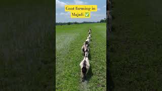 goat farming in Majuli #goat #farming #beautifullgoats #whitegoat