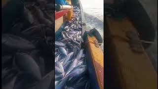 HASIL TANGKAPAN IKAN TUNA