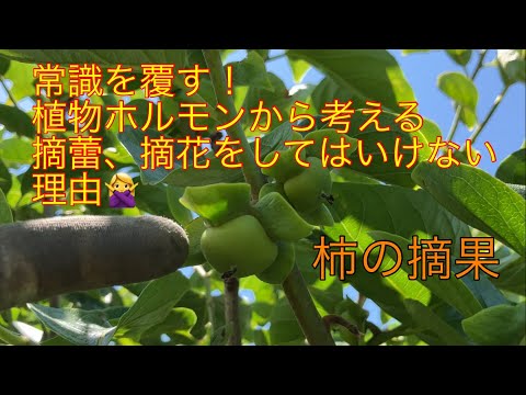 ㉞【道法スタイル】柿の摘果 2023.6.26
