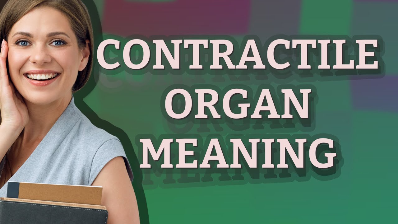 Contractile Organ Meaning Of Contractile Organ YouTube