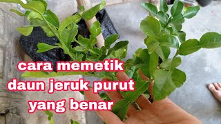 Cara Yang Benar Memetik Daun Jeruk Purut / Jeruk Bumbu