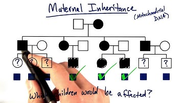 Mitochondrial Inheritance - Tales from the Genome