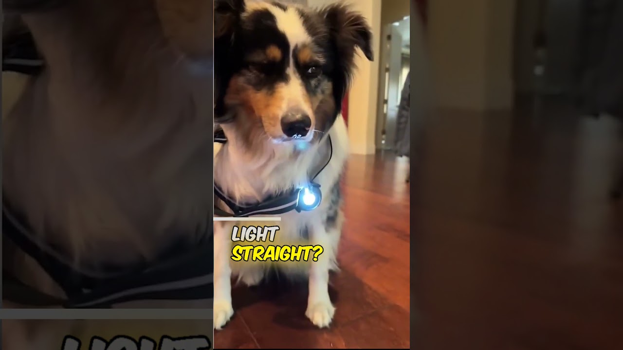 funny moments with a pet