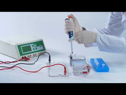 Vidéo: Comment chargez-vous l'électrophorèse sur gel?