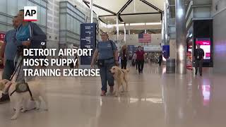 New dogs learn new tricks during puppy training exercise at Detroit airport