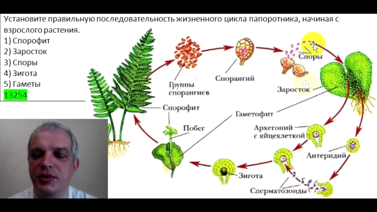 Последовательность в которой происходит развитие папоротника. Жизненный цикл папоротника схема. Жизненный цикл папоротниковых растений схема. Последовательность этапов жизненного цикла папоротника. Жизненный цикл папоротника заросток.
