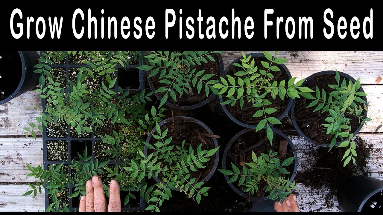 Grow Chinese Pistache from Seed