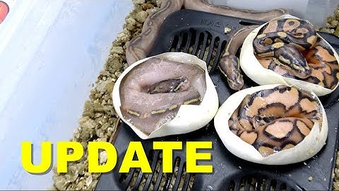 Freeway And Clown Ball Python Clutch Update !!!