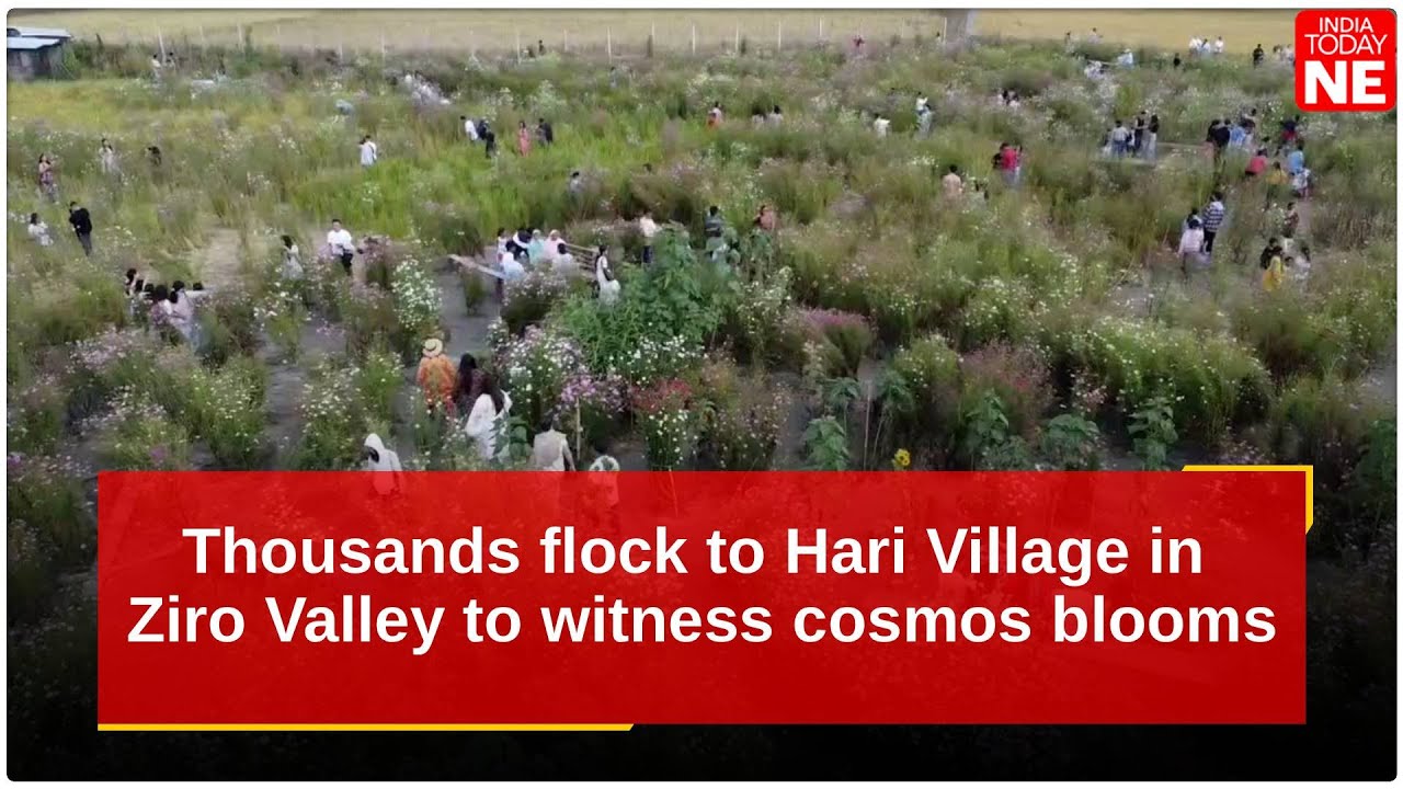 Тысячи людей приезжают в деревню Хари в долине Зиро, чтобы увидеть цветение космоса.
