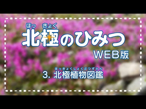 サンタの北極の庭を再現！6種類の極北植物と育て方のコツ