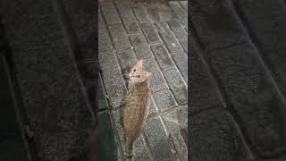 Havuç Kuki̇ Mafi̇n Cocuklar Ve Diğerlerine Mamalarini Mamiklerino Verdim .Bu Akşamda Cok Şükür .🤲🌸