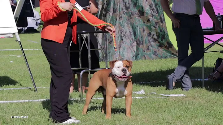 CONTINENTAL BULLDOG IDRIS PICKWICK - SWISS DOG SHO...