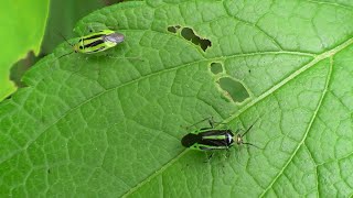 Four-Lined Plant Bug 1 HQ HD
