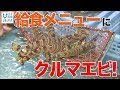 地元特産のクルマエビについて学ぶ 日本財団 海と日本PROJECT in やまぐち 2019 #18