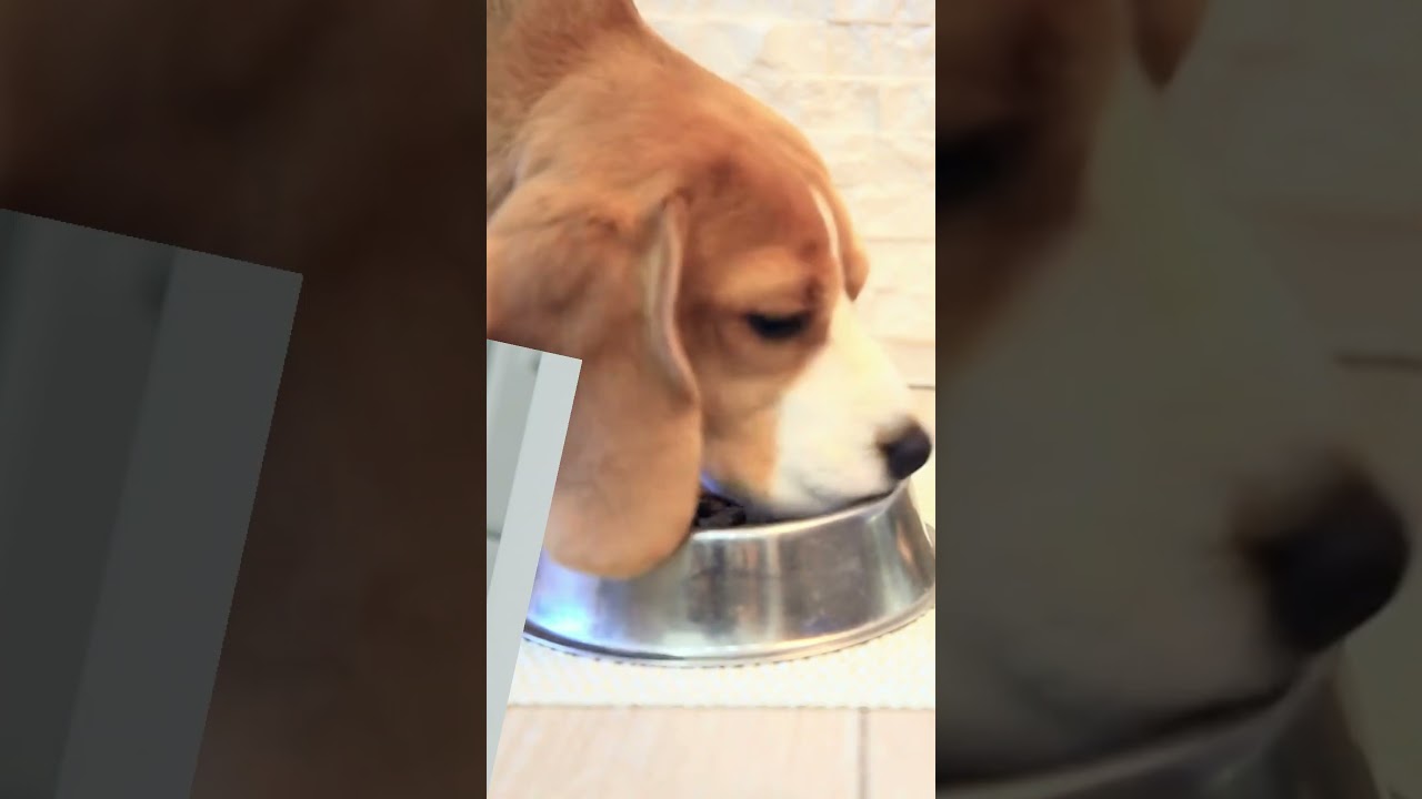 Unlock the Secret to a Healthy Beagle: Expert Nutrition Tips Revealed!